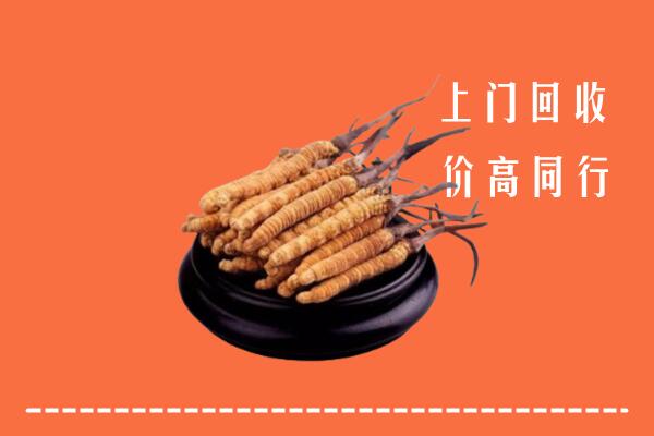 收购行情：吉州区冬虫夏草回收多少钱每克